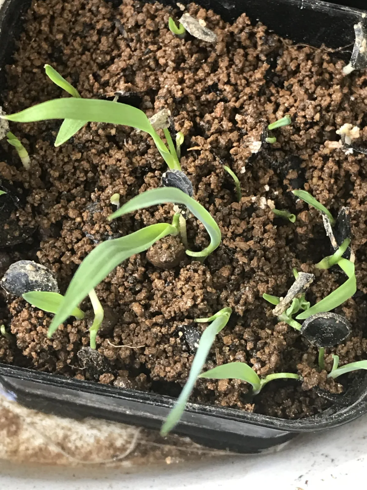 Yucca elata (ユッカ エラータ)