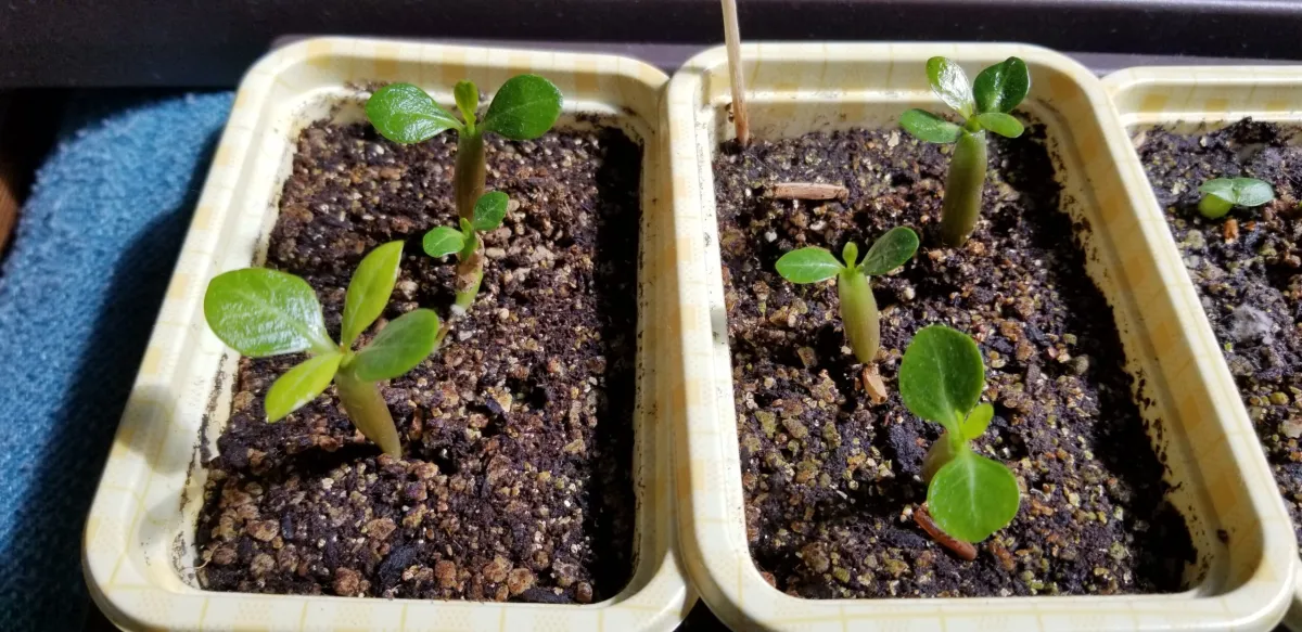 Adenium obesum (アデニウム オベスム)