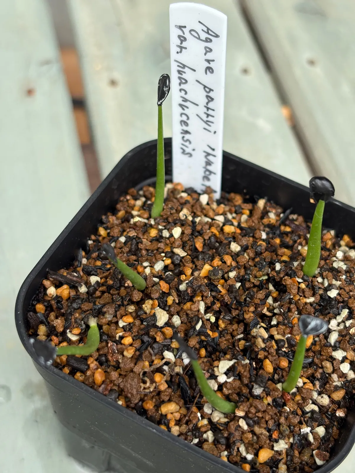 Agave parryi var. huachucensis 'Wakefield' (アガベ パリー ウェイクフィールド)