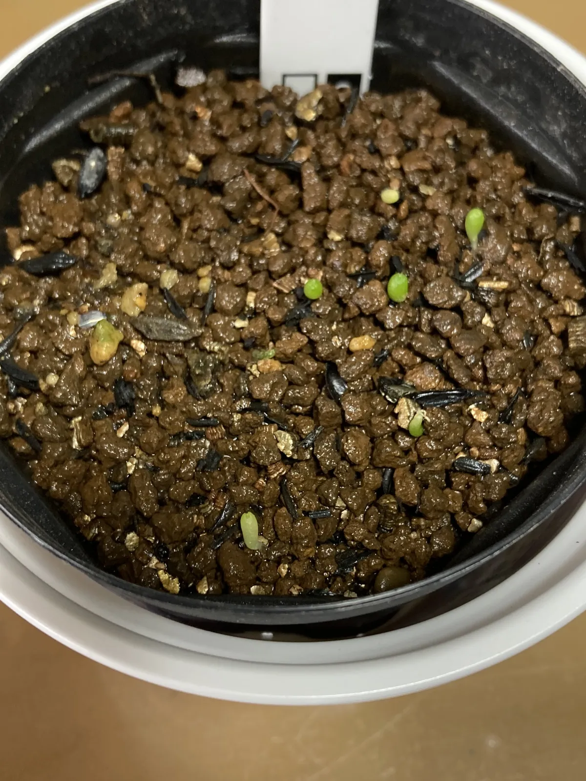 Turbinicarpus pulcherrimus (ツルビニカルプス プルチェリマス)