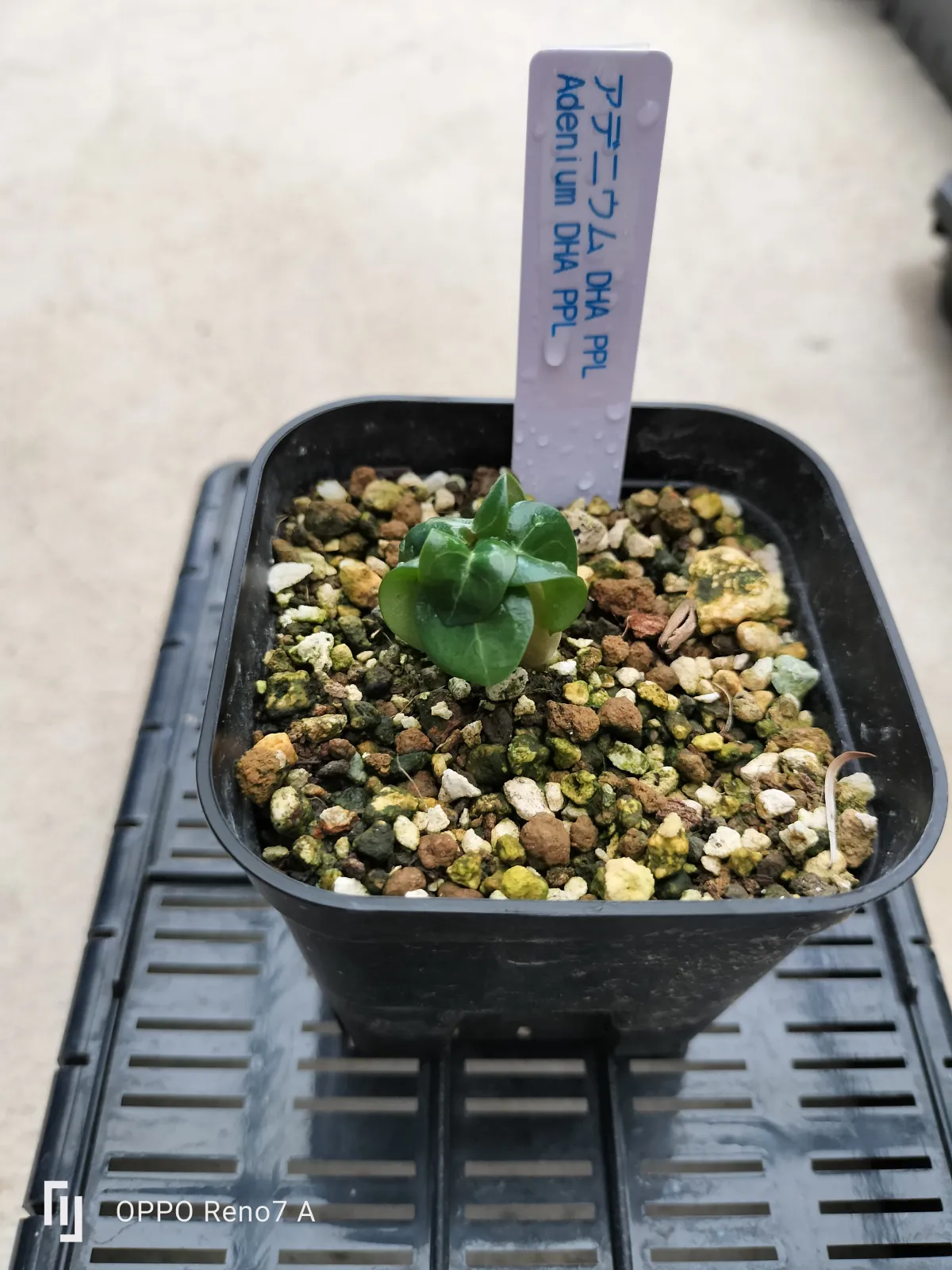 Adenium DHA PPL (アデニウム DHA PPL)