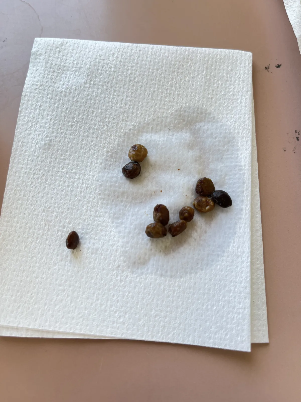 Operculicarya pachypus (オペルクリカリア パキプス)