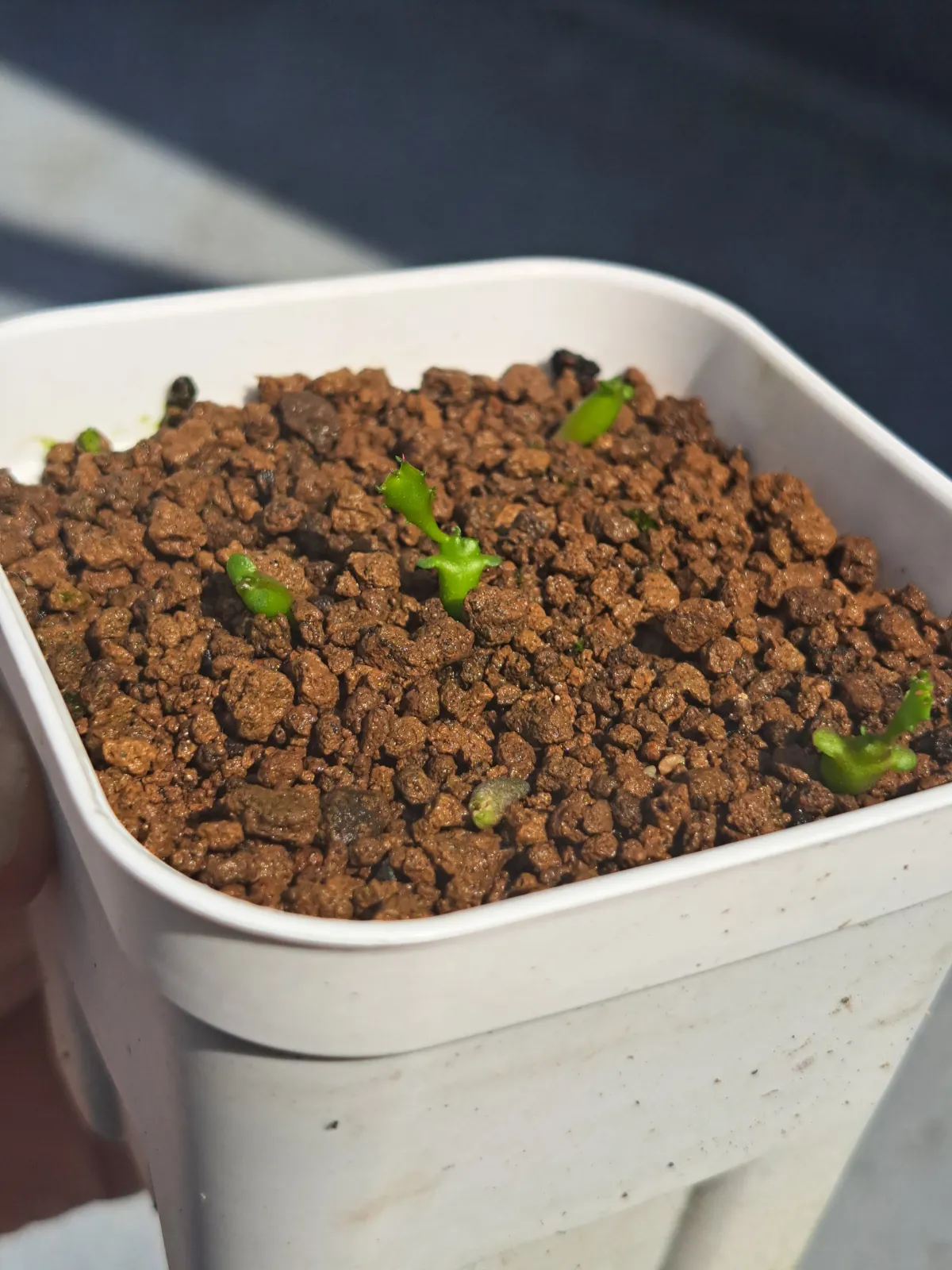 Euphorbia stellata (ユーフォルビア ステラータ 飛竜)