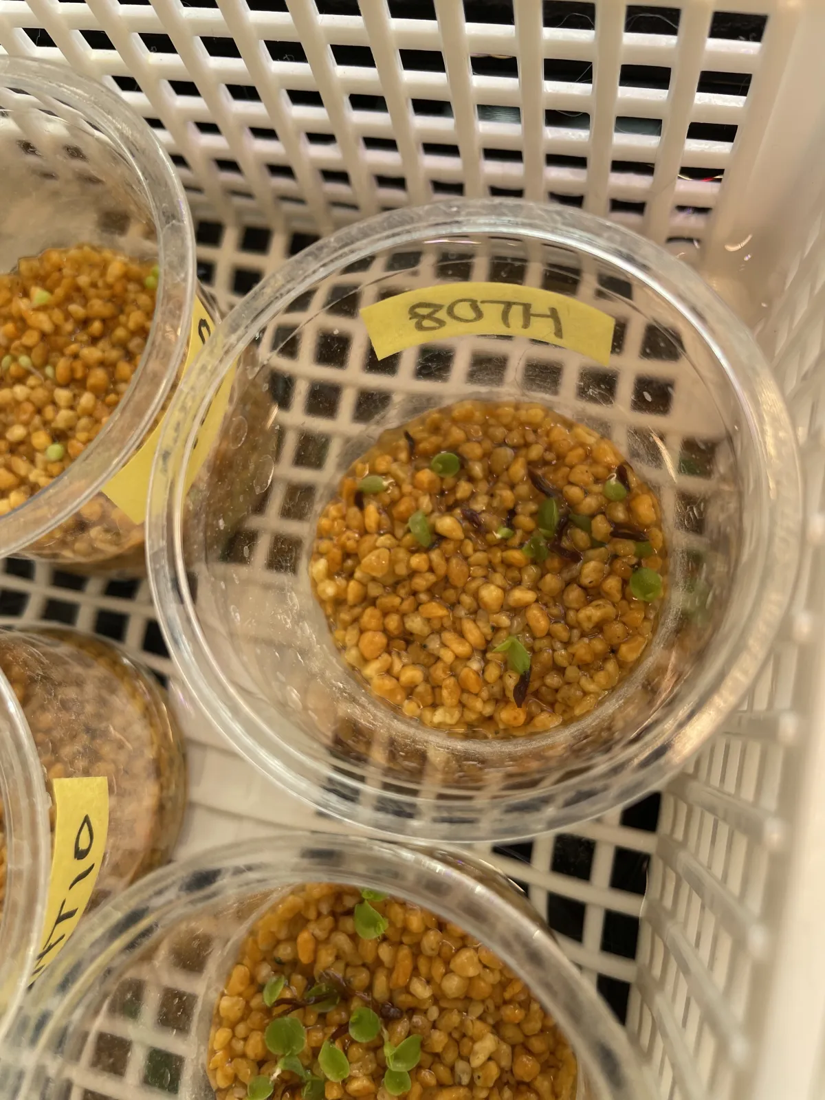 Hechtia texensis (ヘクチア テクセンシス)