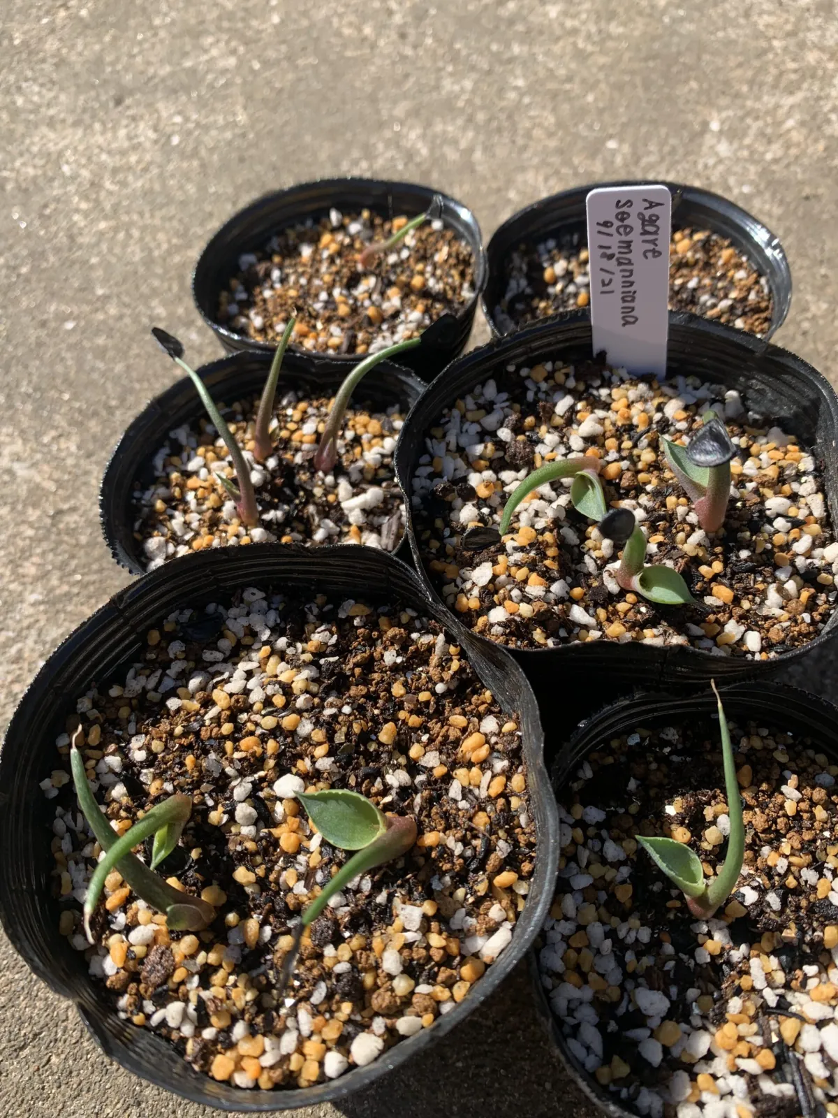 Agave seemanniana (アガベ シーマニアナ)