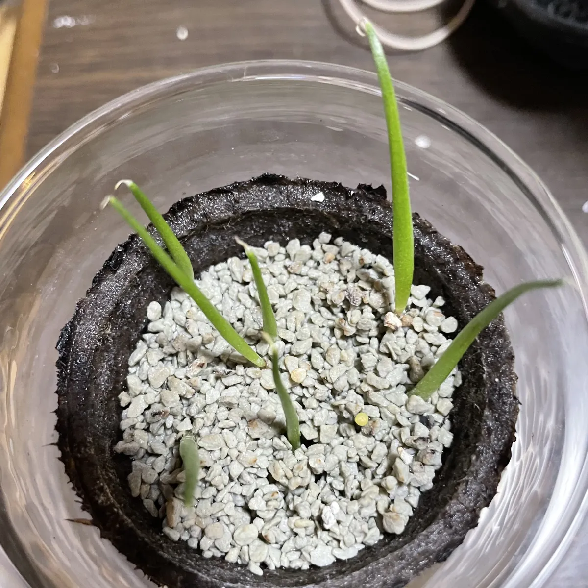 Agave schottii var. schottii (アガベ ショッティ)