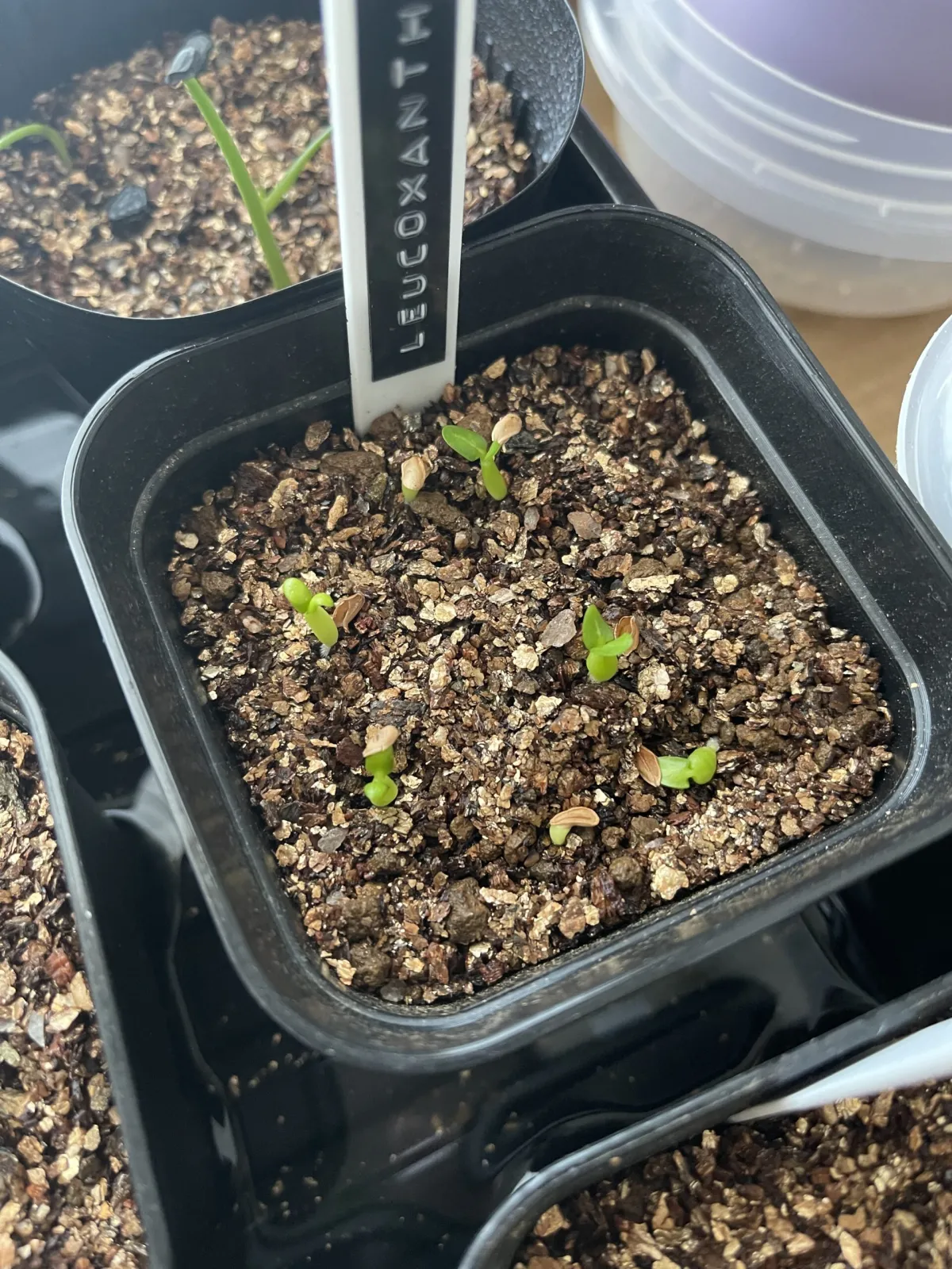 Pachypodium brevicaule subsp. leucoxanthum (パキポディウム レウコキサンツム)