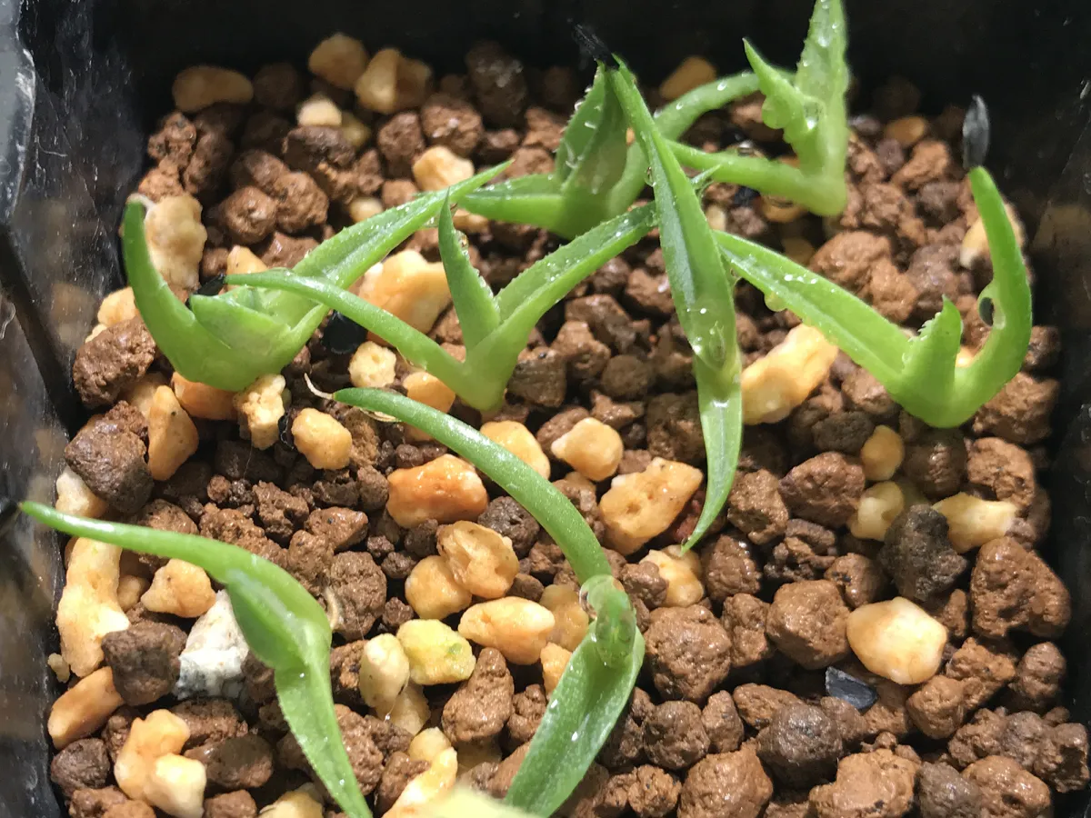 Agave horrida ssp. horrida (アガベ ホリダ)