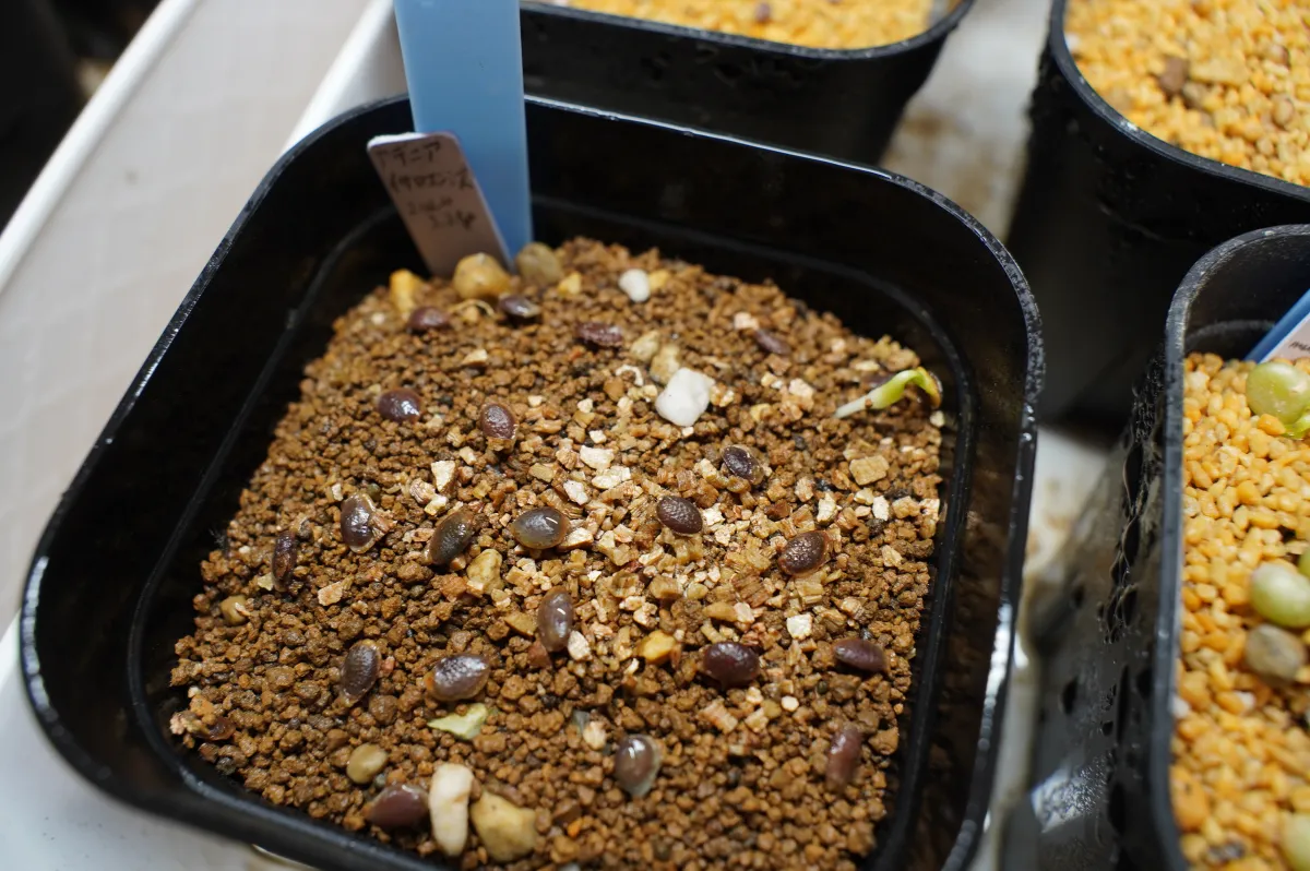 Adenia isaloensis (アデニア イサロエンシス)