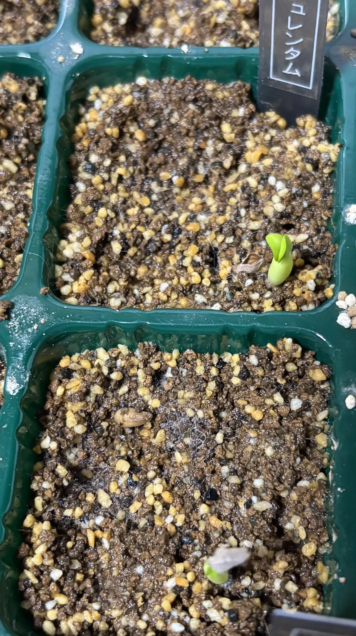 Pachypodium succulentum (パキポディウム サキュレンタム 天馬空)