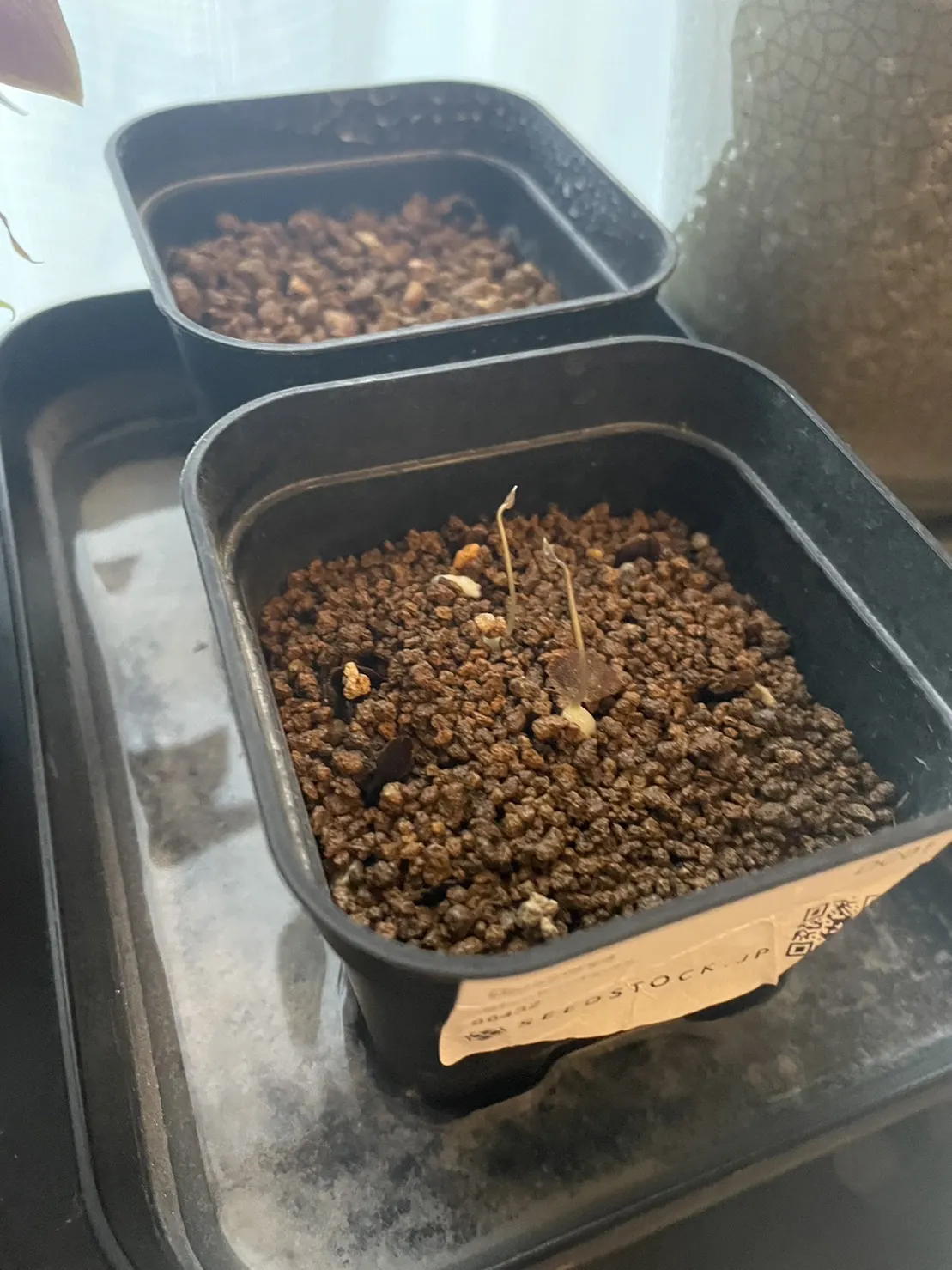 Dioscorea elephantipes (ディオスコレア エレファンティペス アフリカ亀甲竜)