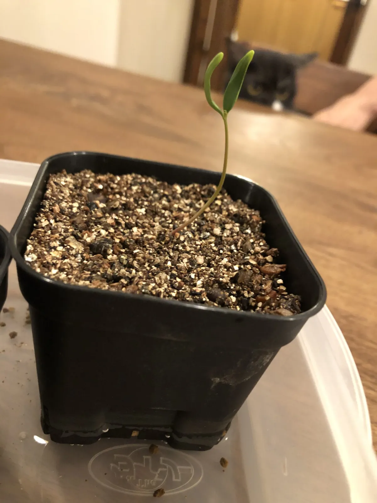 Operculicarya pachypus (オペルクリカリア パキプス)