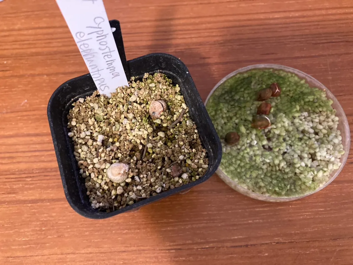 Cyphostemma elephantopus (キフォステンマ エレファントプス)