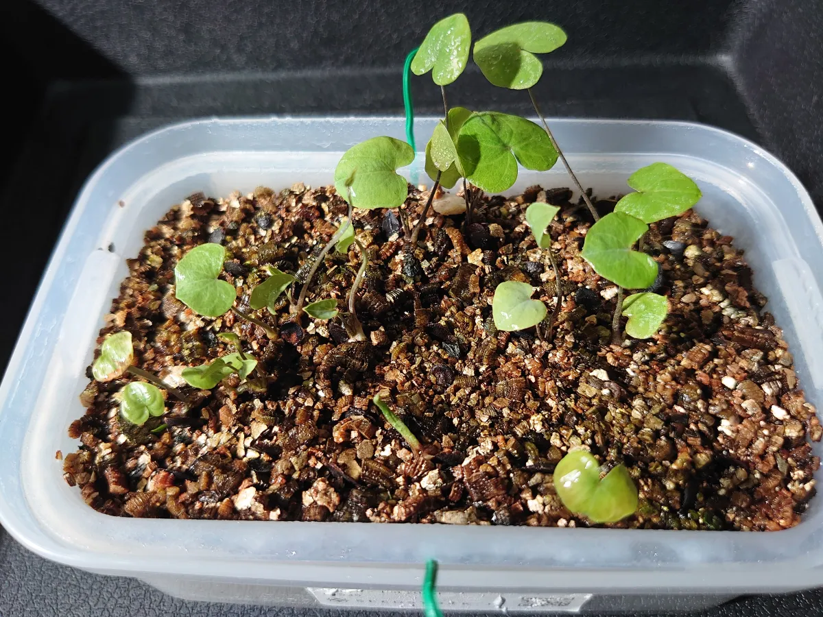 Dioscorea elephantipes (ディオスコレア エレファンティペス2023F)