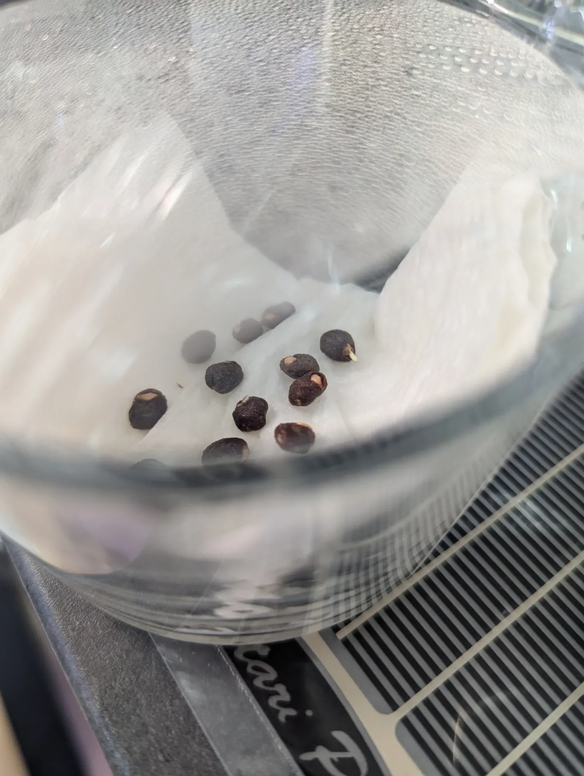 Operculicarya pachypus (オペルクリカリア パキプス)