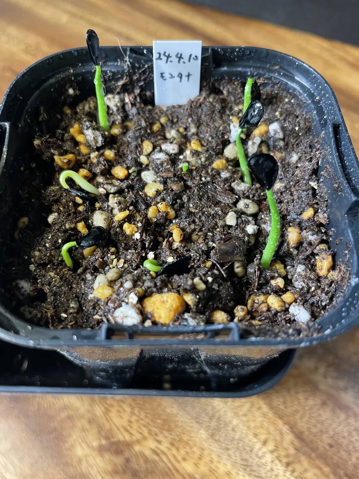 Agave montana (アガベ モンタナ)