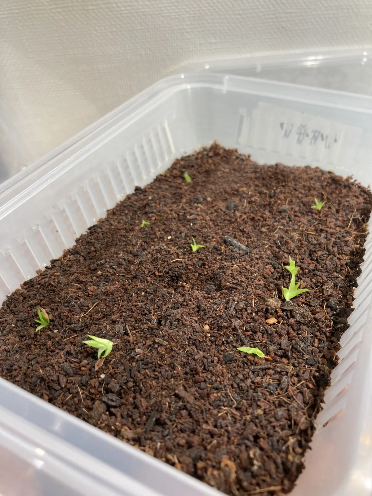 Hechtia texensis (ヘクチア テクセンシス)