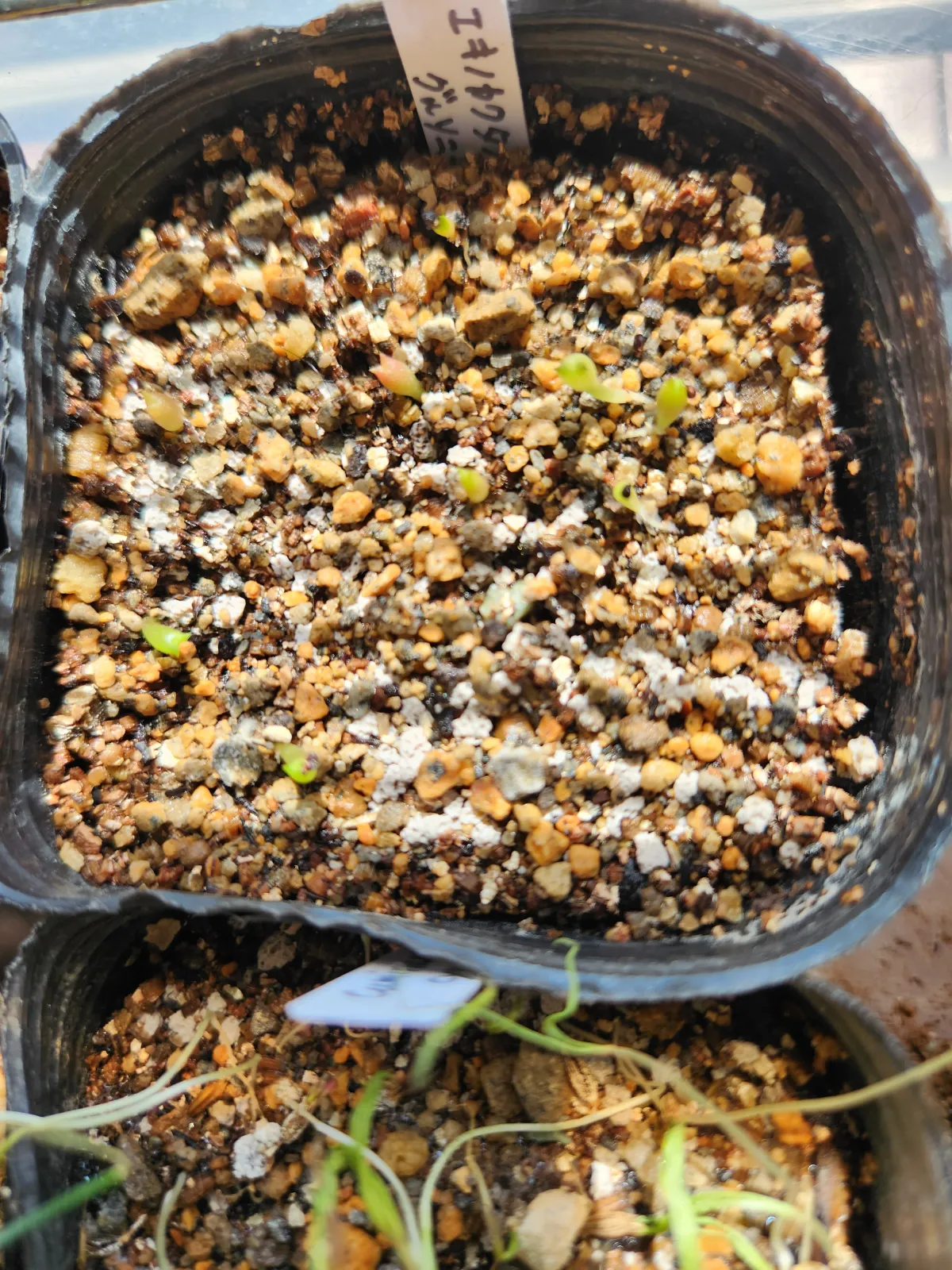 Echinocactus grusonii (エキノカクタス キンシャチ)