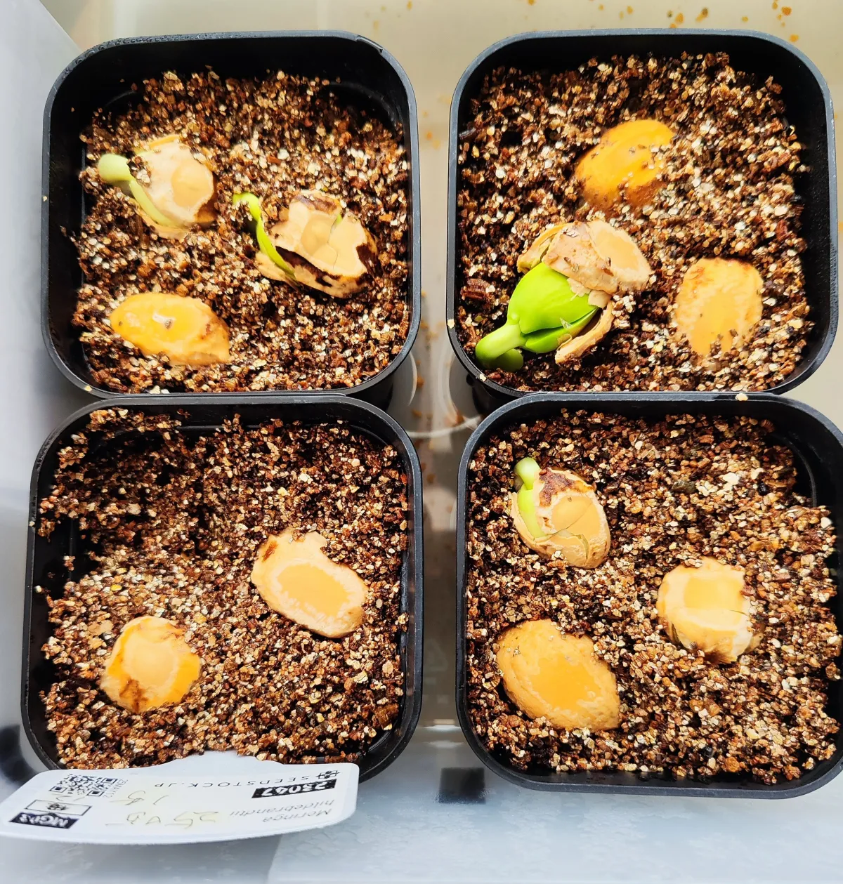 Moringa hildebrandtii (モリンガ ヒルデブランドティ)