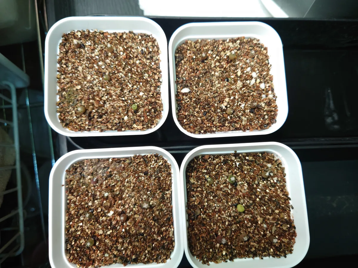 Astrophytum myriostigma var. strongylogonum (アストロフィツム ストロンギロゴナム)