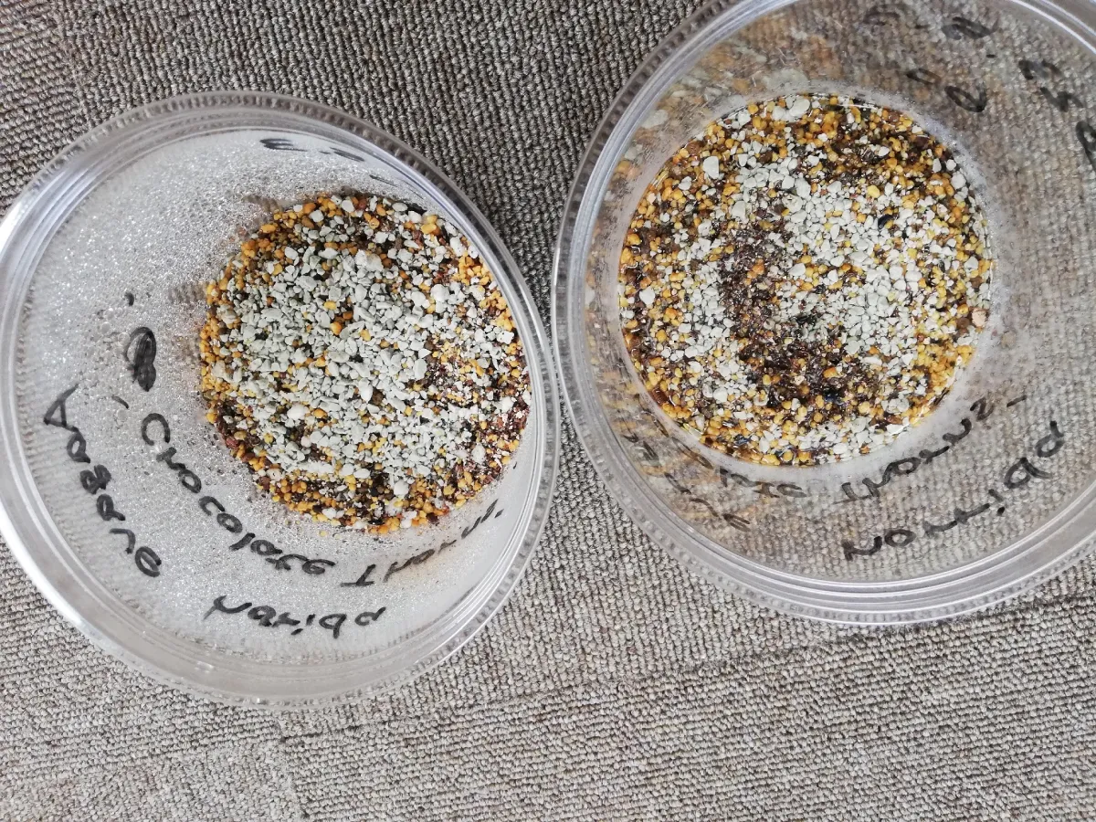 Agave horrida 'Chocolate Thorn' (アガベ ホリダ チョコレートソーン)