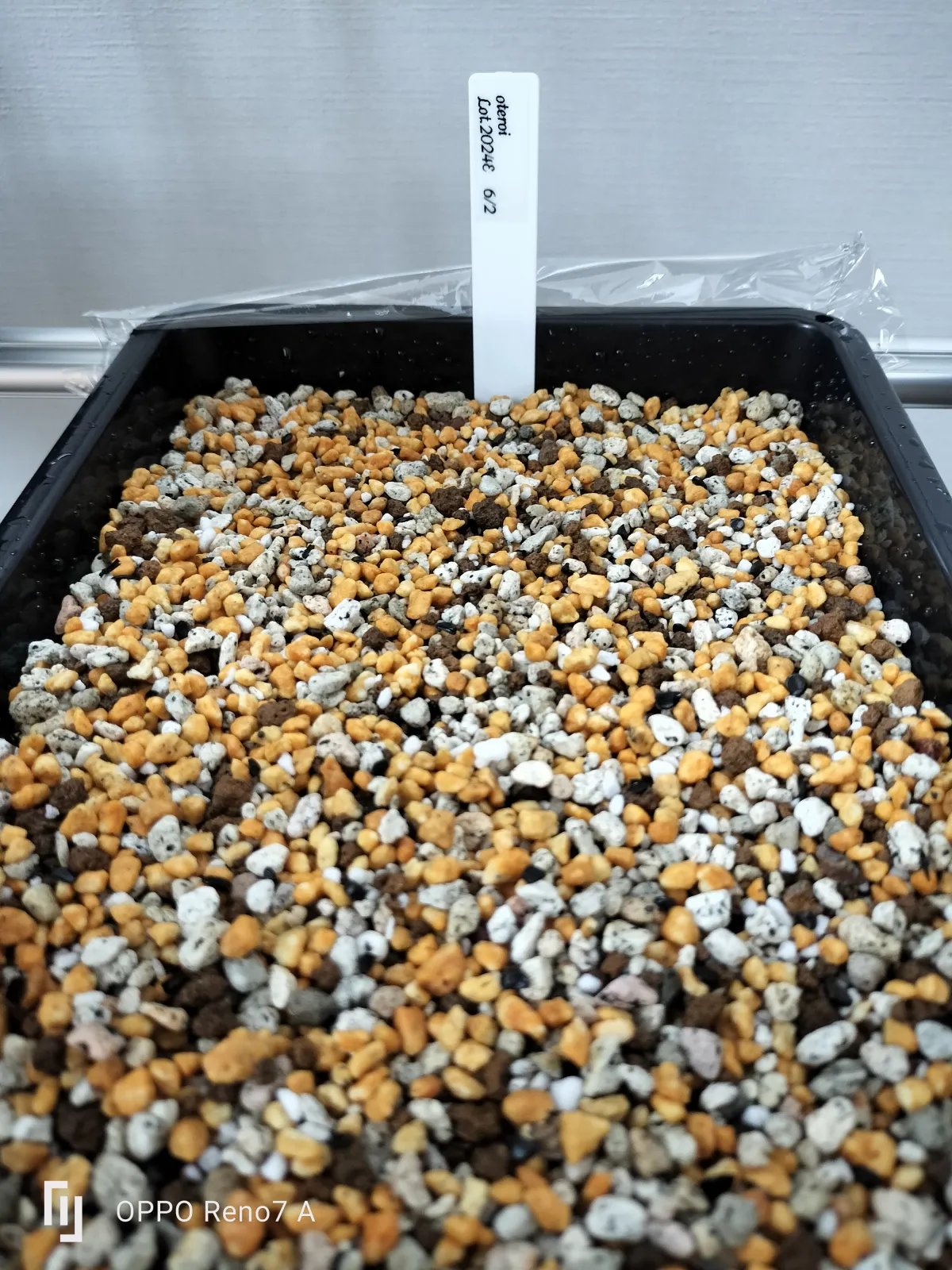 Agave oteroi (アガベ オテロイ)