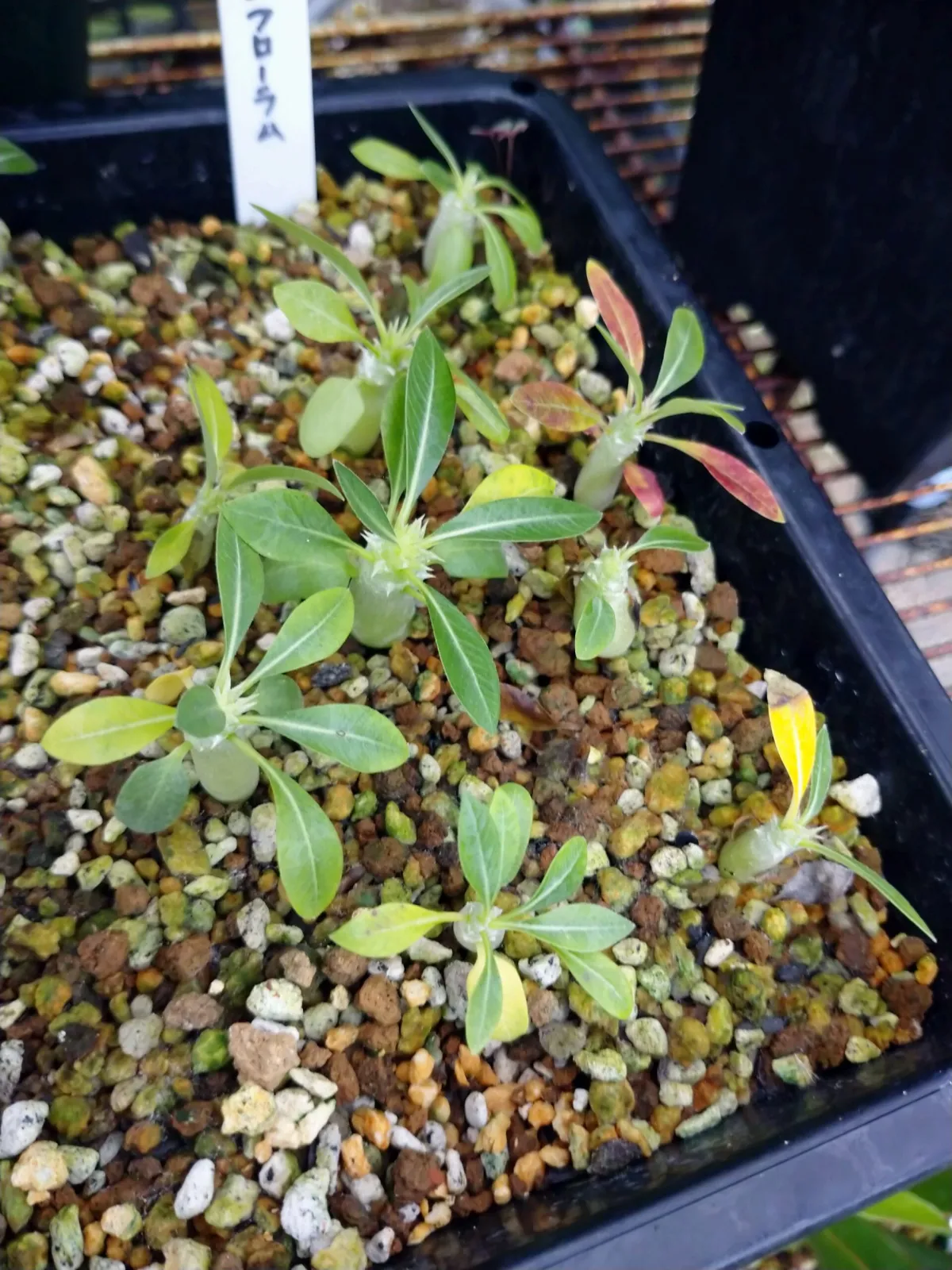 Pachypodium densiflorum var. densiflorum (パキポディウム デンシフローラム)