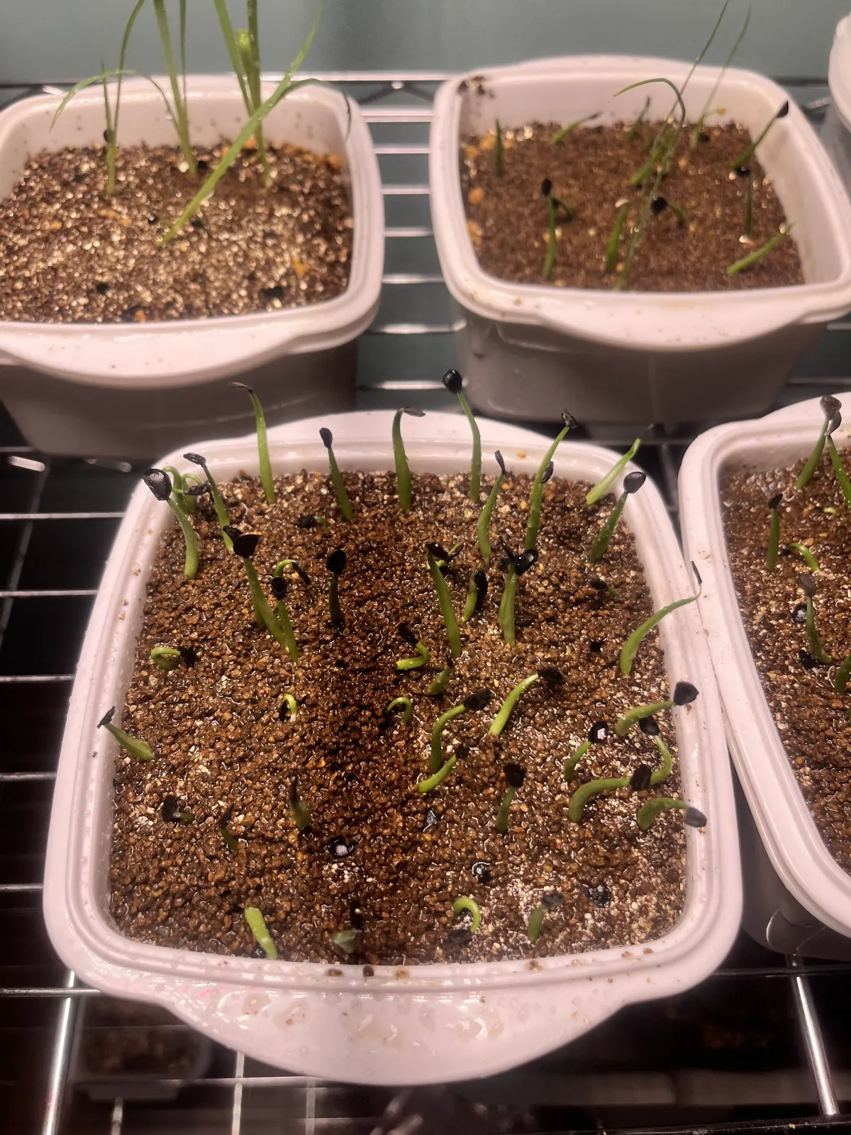 Agave parryi subsp. neomexicana (アガベ ネオメキシカーナ)