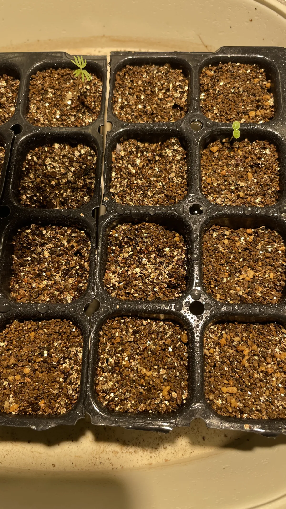 Boswellia sacra (ボスウェリア サクラ)