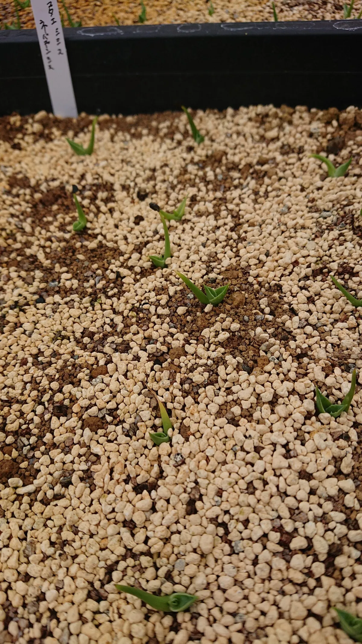 Agave utahensis var. nevadensis (アガベ ユタエンシス ネヴァデンシス)