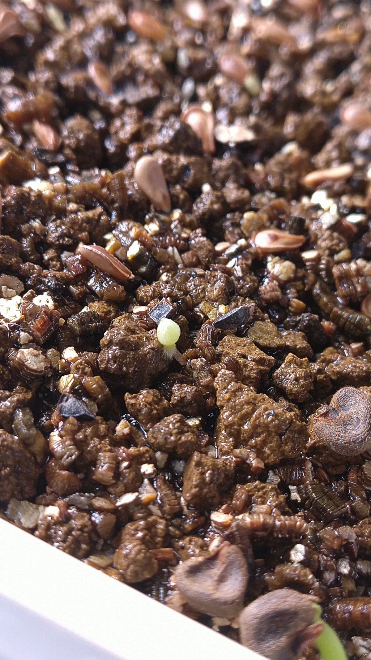 Aloe microstigma subsp. microstigma (アロエ ミクロスティグマ)