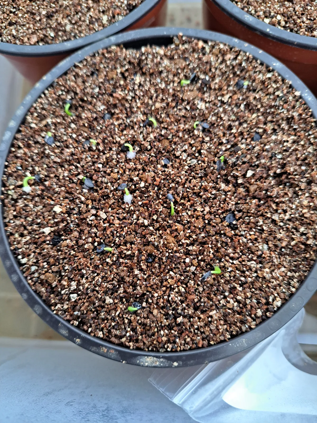 Agave utahensis var. eborispina 'Hayford' (アガベ エボリスピナ ヘイフォード)