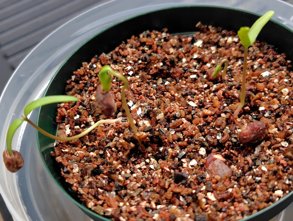 Operculicarya sp (オペルクリカリア)