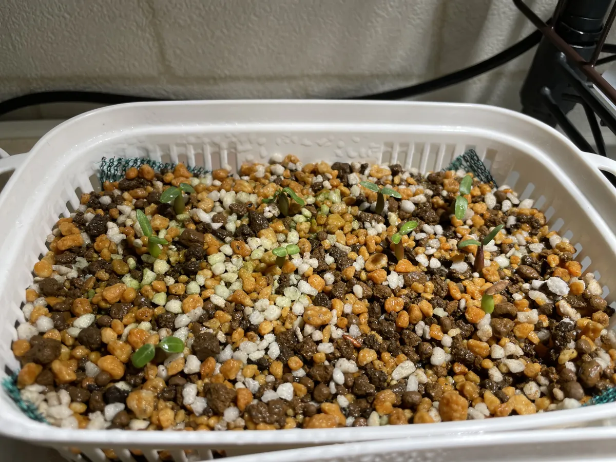 Pachypodium rosulatum var. gracilius (パキポディウム グラキリス)