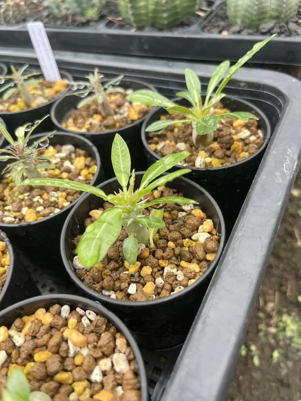 Pachypodium densiflorum var. densiflorum (パキポディウム デンシフローラム)