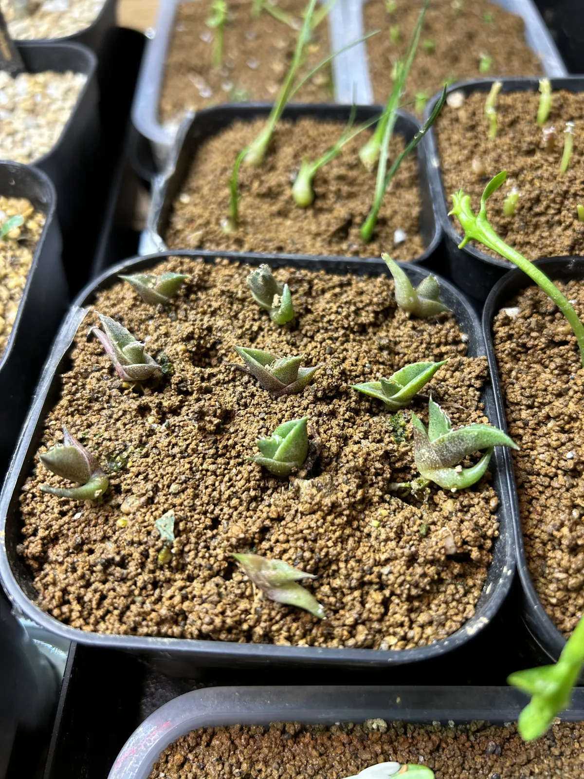 Agave oteroi (アガベ オテロイ)