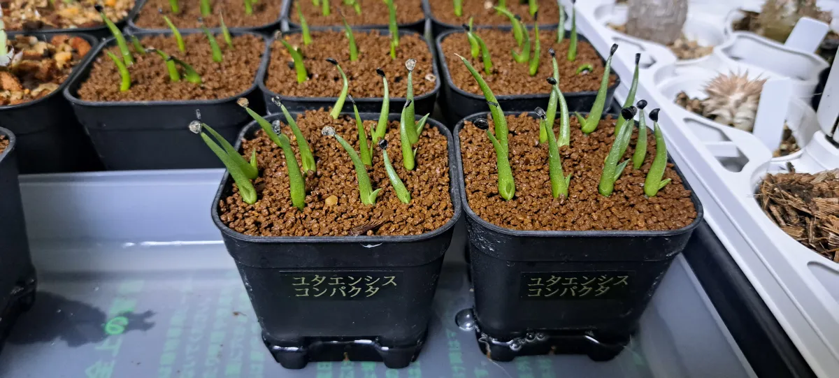 Agave utahensis ssp. utahensis 'Compacta' (アガベ ユタエンシスコンパクタ)