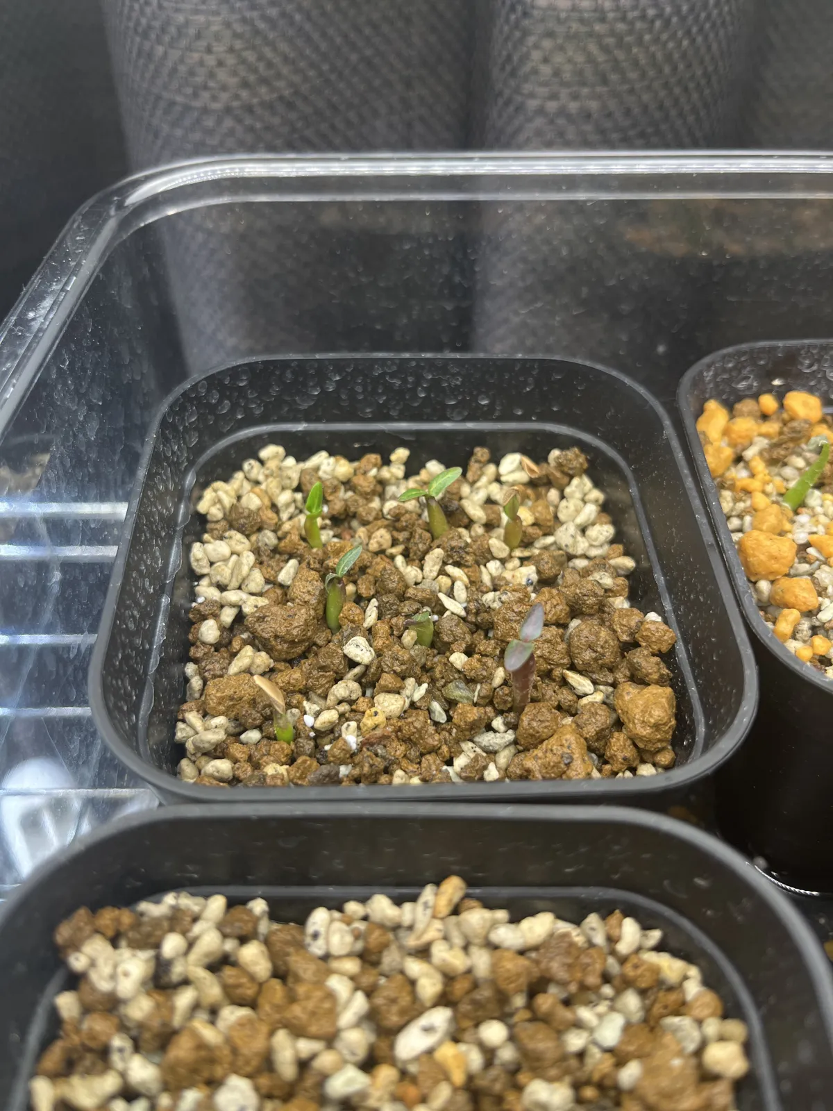 Pachypodium rosulatum var. gracilius (パキポディウム グラキリス)