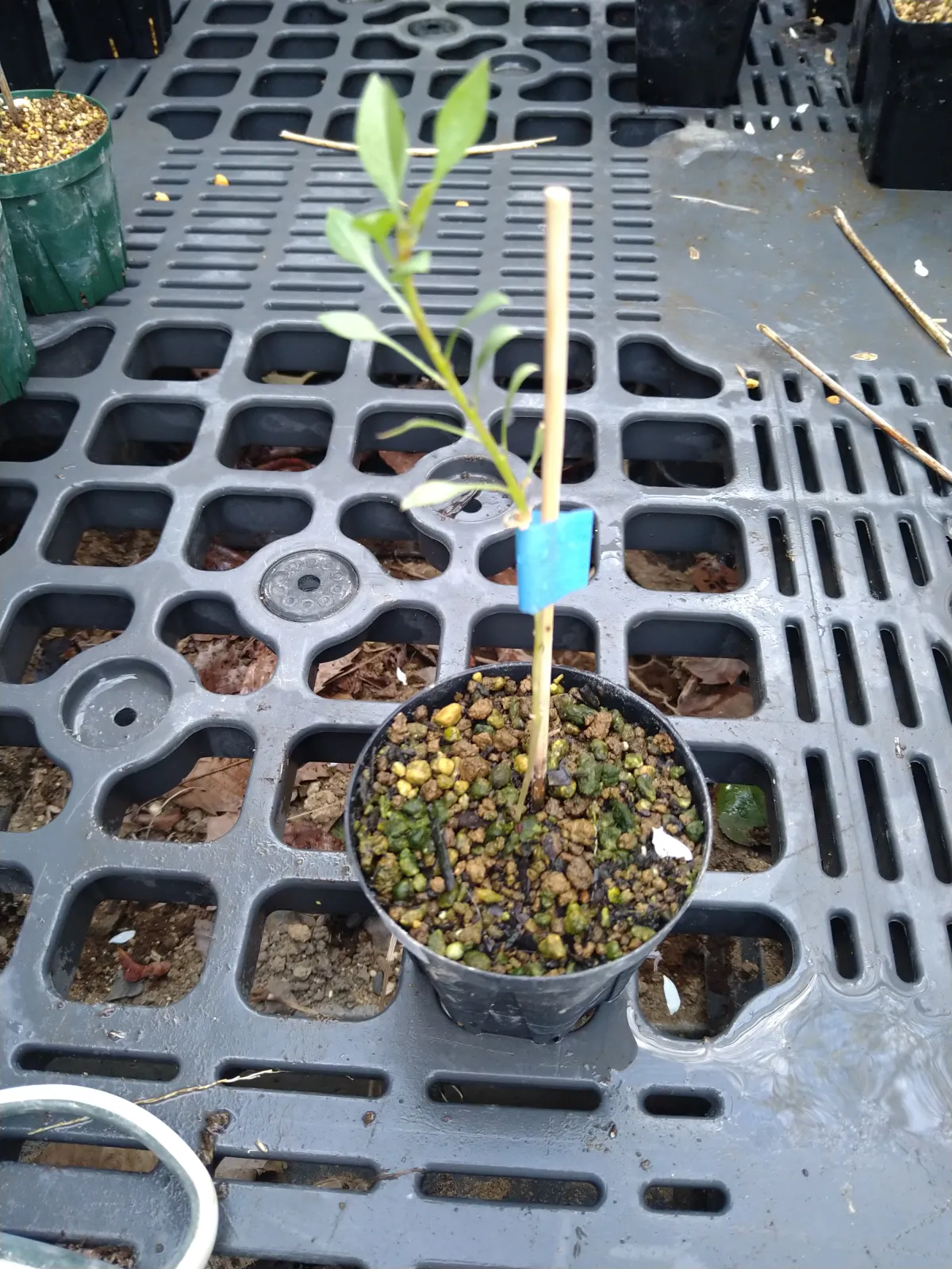 Fouquieria shrevei (フォークイエリア シュリベイ)