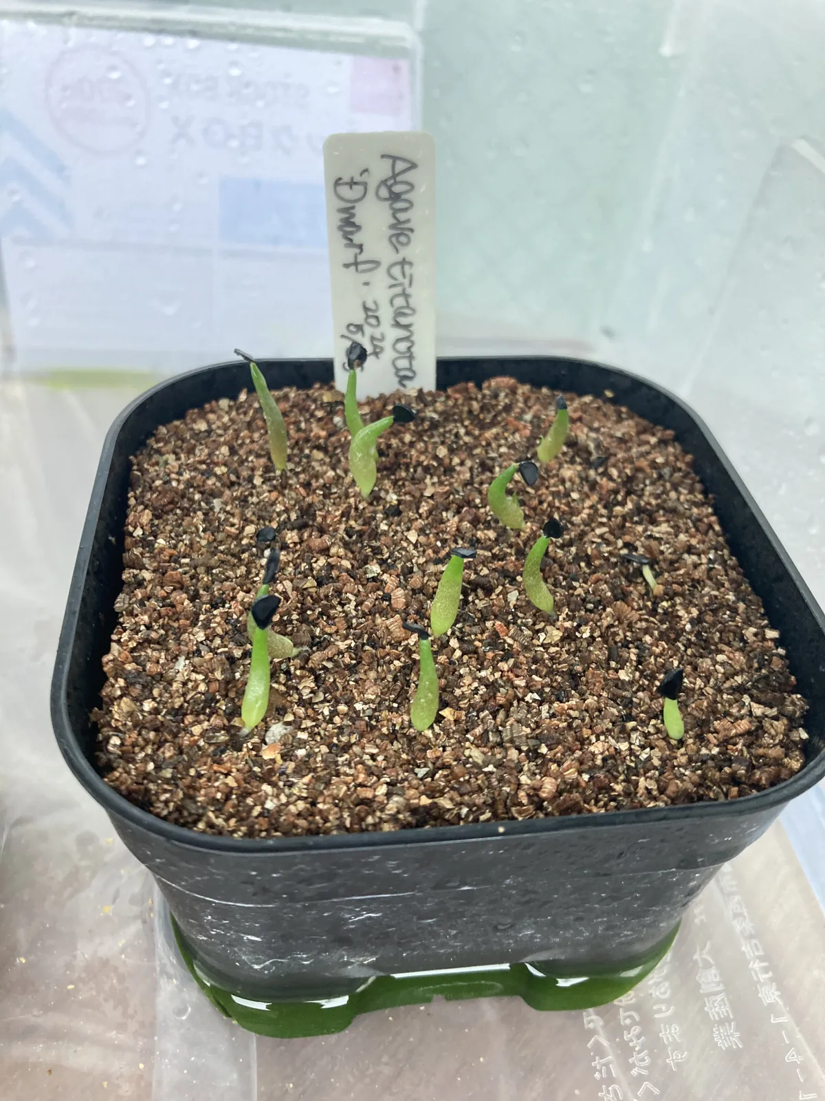 Agave titanota (アガベ チタノタ ドワーフ)