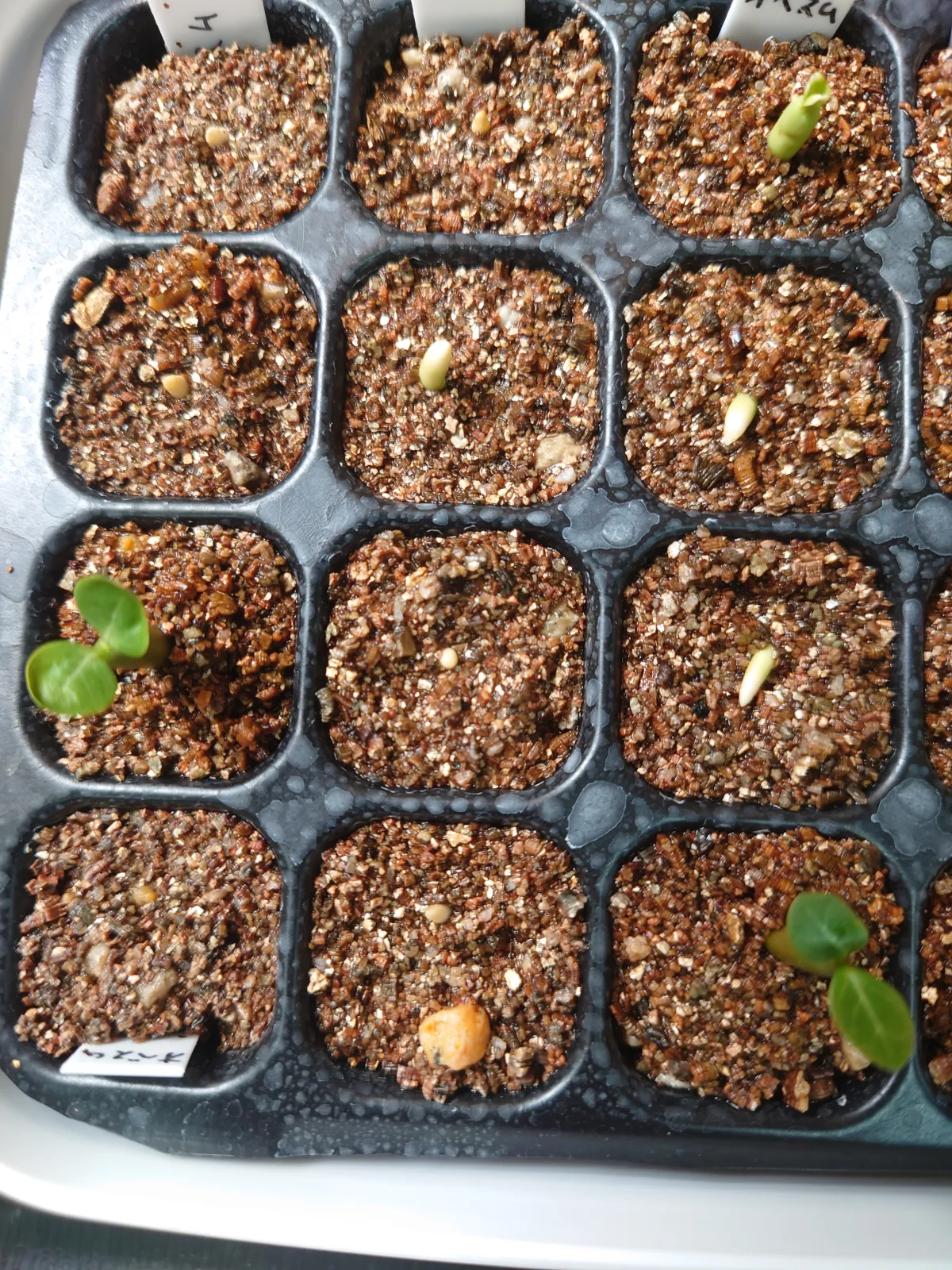 Adenium obesum (アデニウム オベスム)