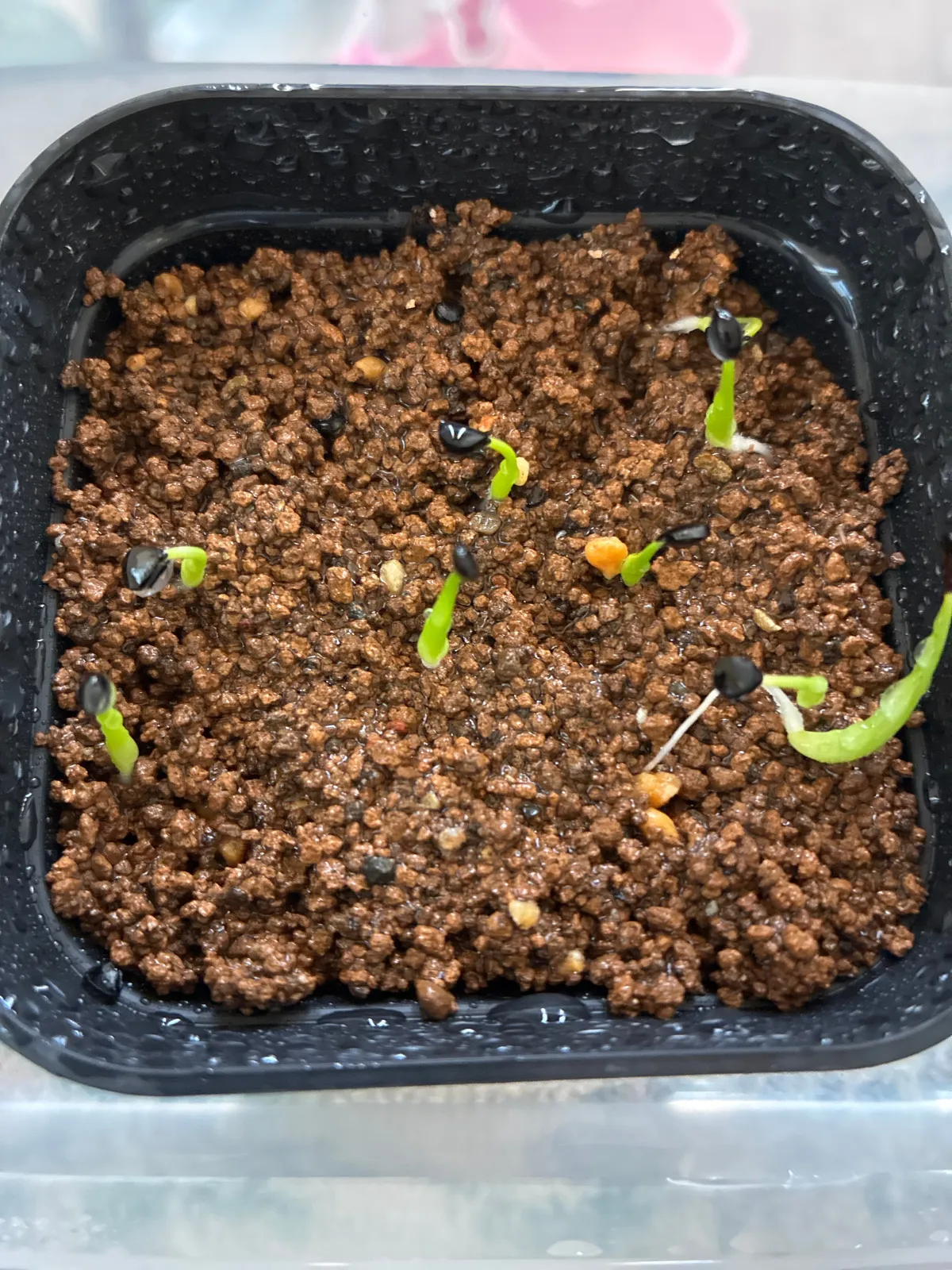 Agave utahensis var. eborispina 'Hayford' (アガベ エボリスピナ ヘイフォード)