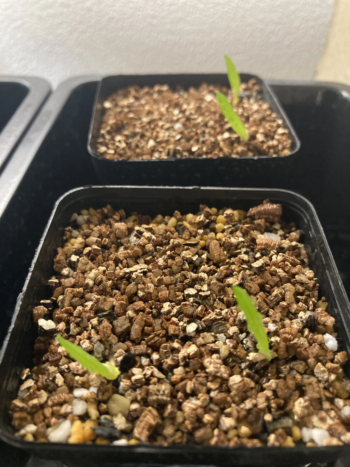 Aloe dichotoma (アロエ ディコトマ)