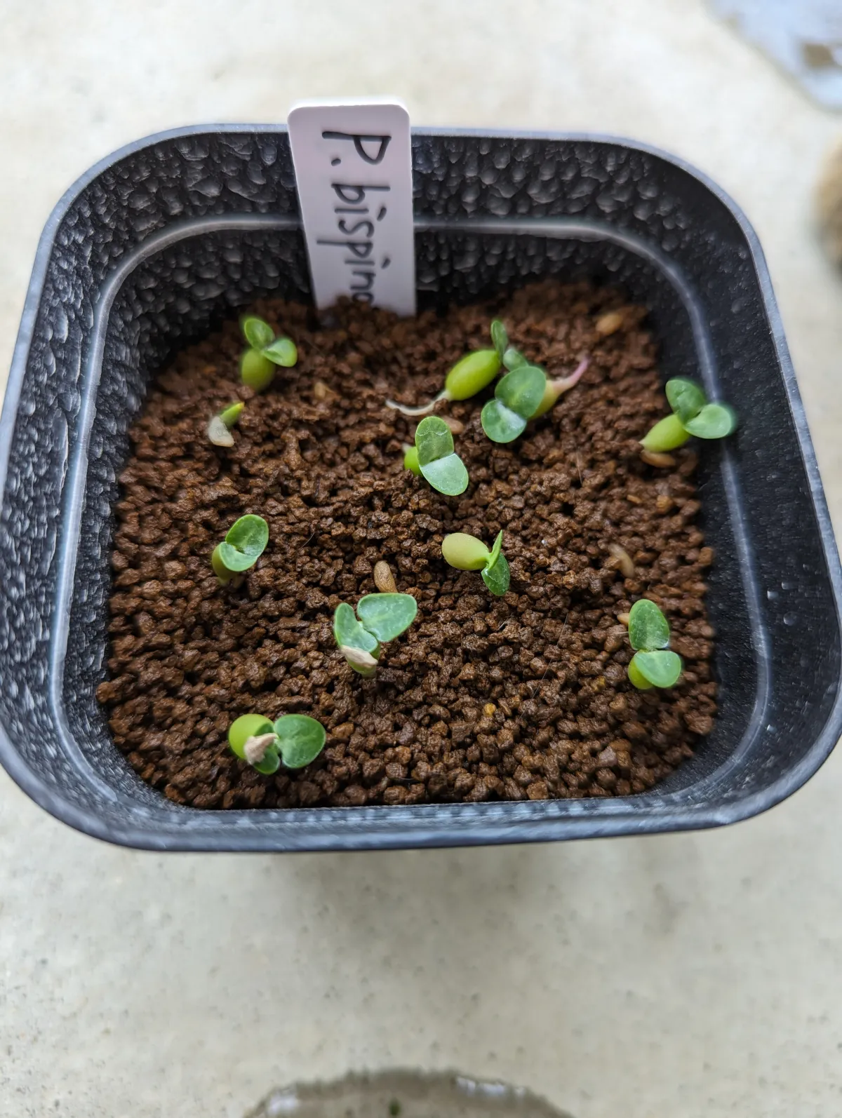 Pachypodium bispinosum (パキポディウム ビスピノーサム)