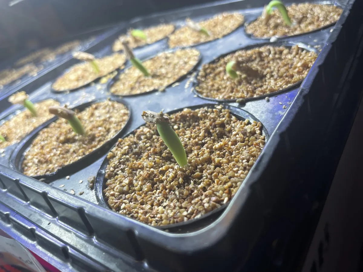 Adenium arabicum Black Giant (アデニウム アラビカム ブラックジャイアント)