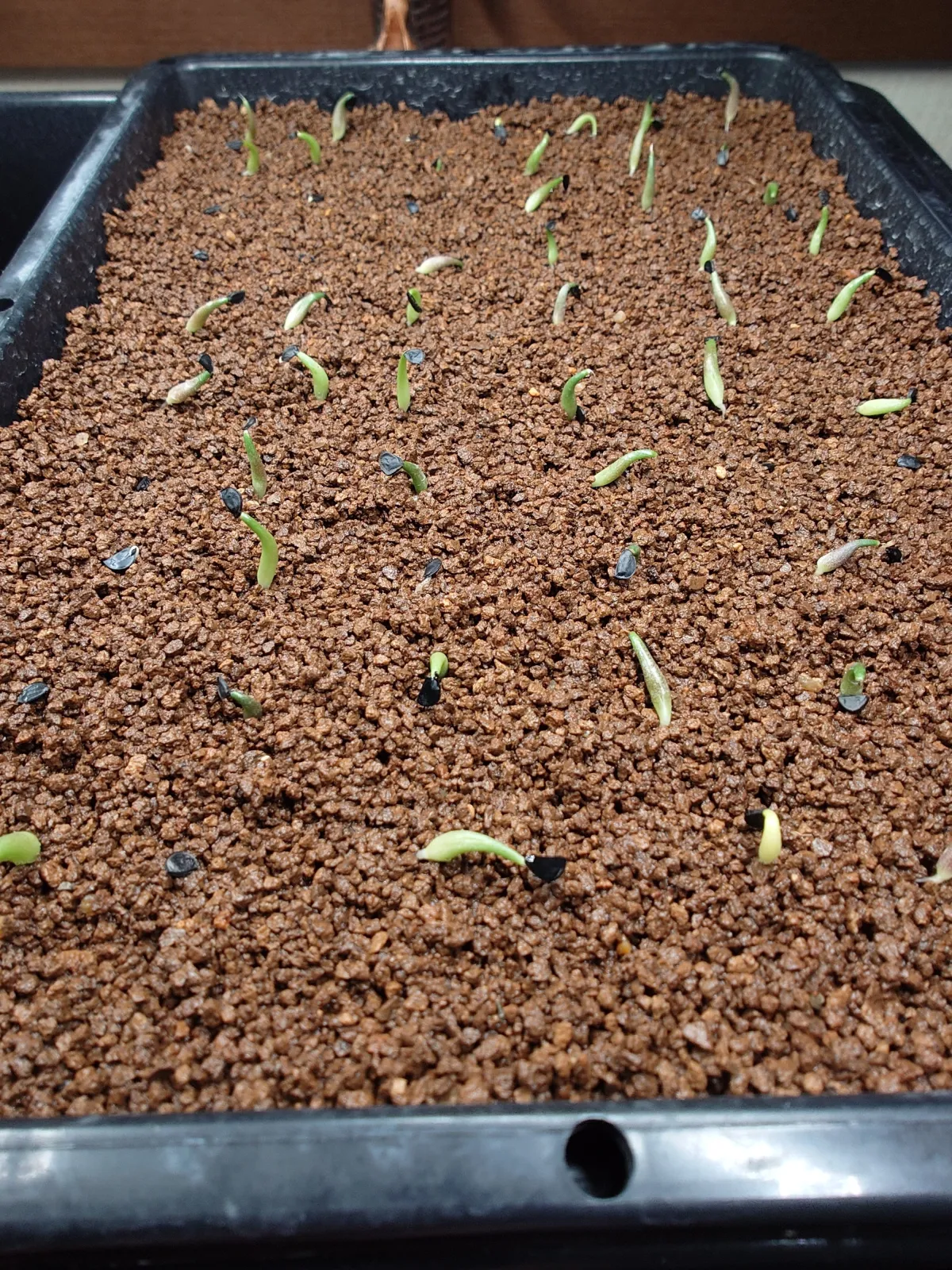 Agave oteroi (アガベ オテロイ)