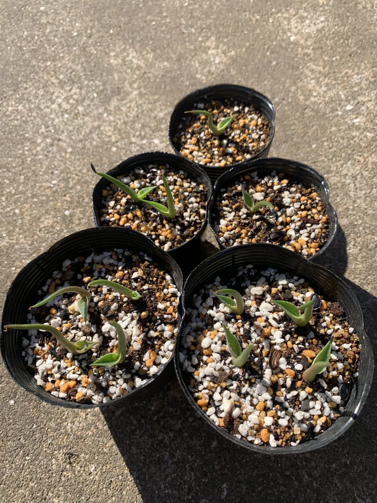 Agave moranii (アガベ モラニー)