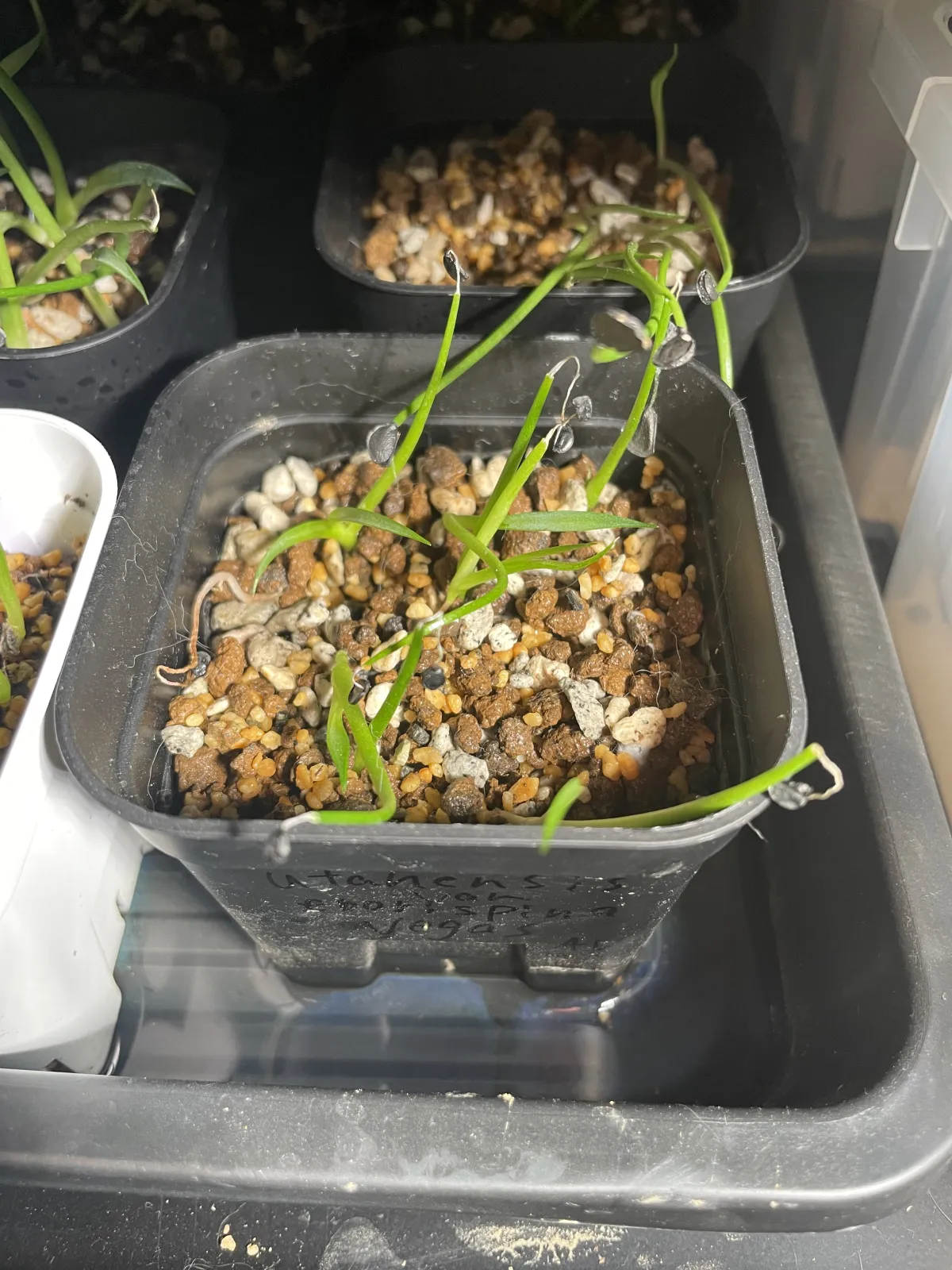 Agave utahensis var. eborispina 'Vegas' (アガベ エボリスピナ ヴェガス)