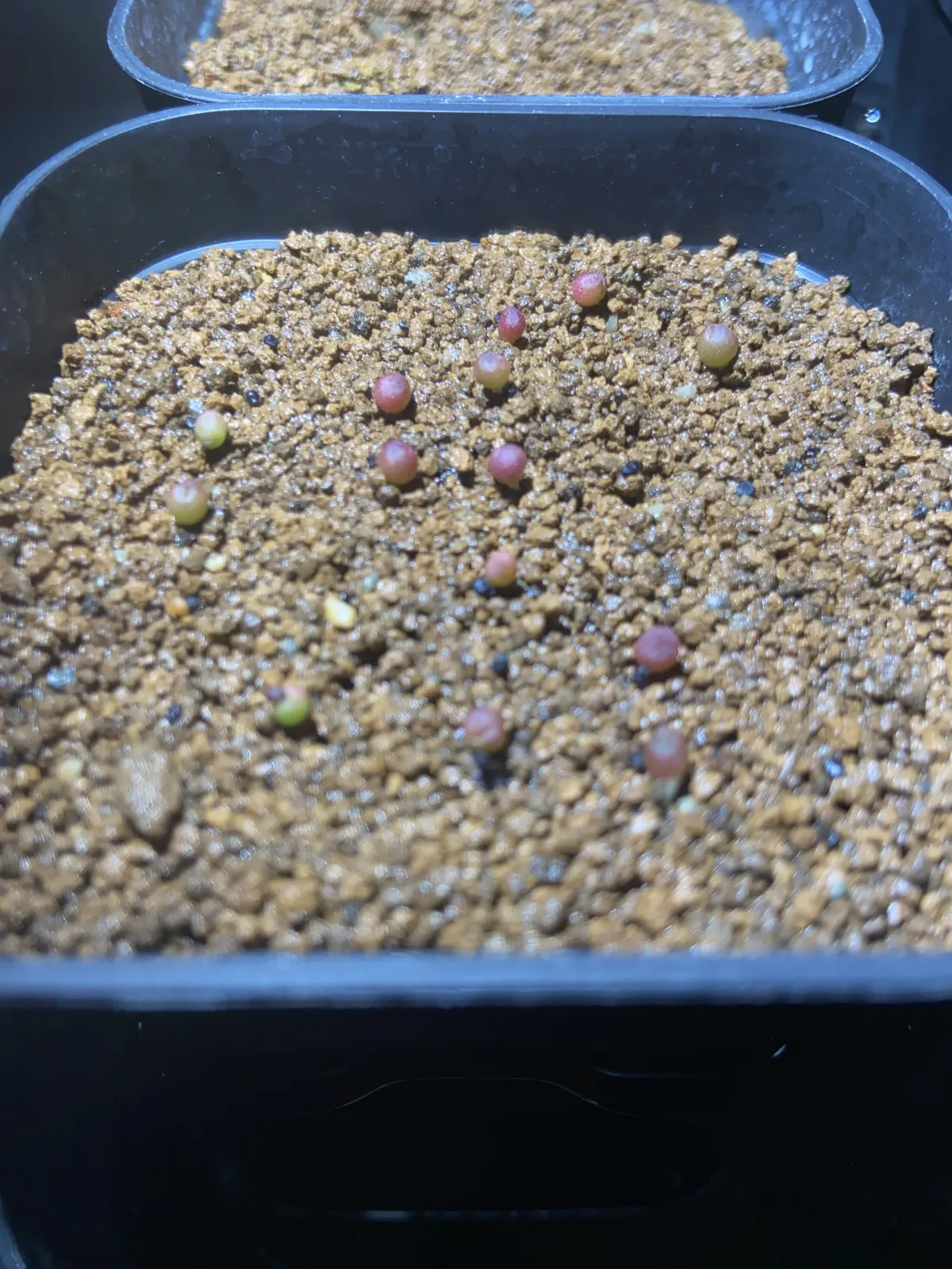 Ariocarpus fissuratus var. hintonii (アリオカルプス ヒントニー 亀甲牡丹)