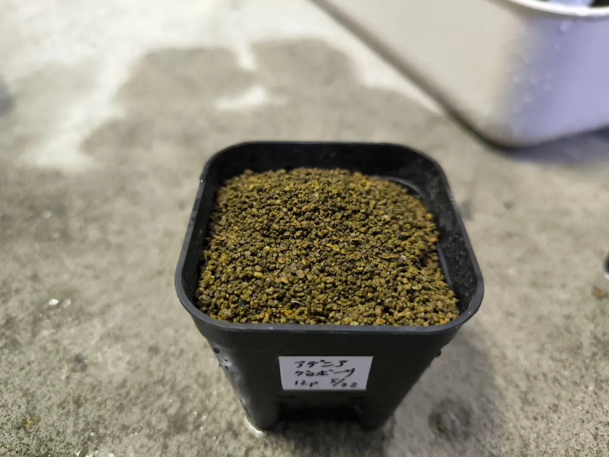 Adenia globosa (アデニア グロボーサ)